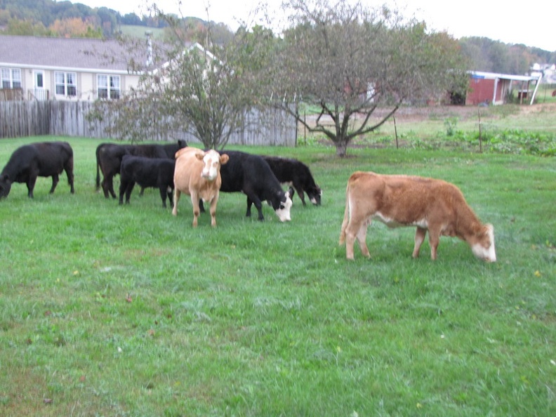 cows 022.JPG